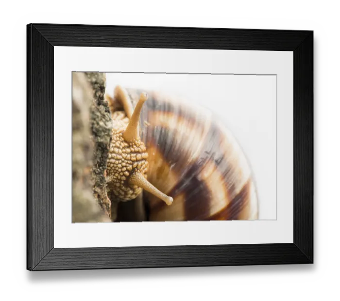 Framed Print : White isolated snail. Studio shot