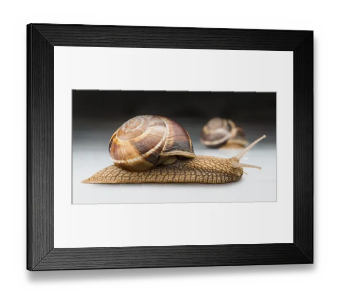 Framed Print : Snails moving