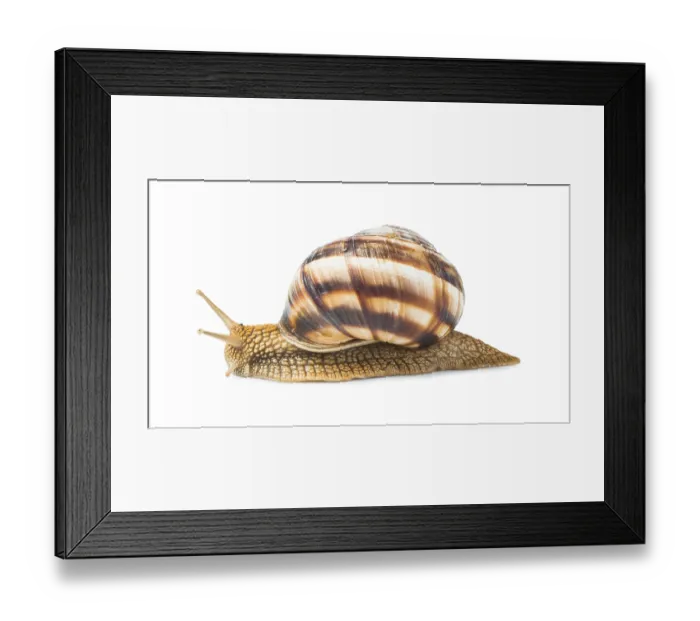 Framed Print : White isolated snail. Studio shot