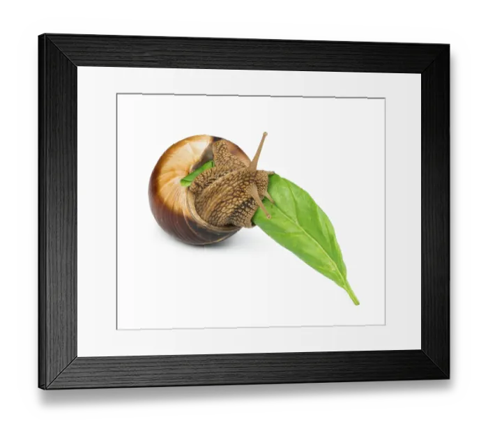 Framed Print : Snail and green leaf. White isolated studio shot Framed Print : Snail and green leaf. White isolated studio shot