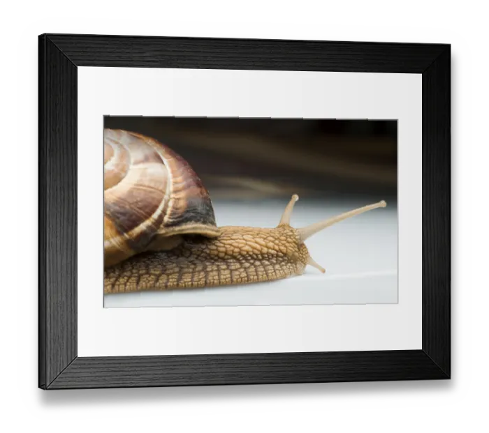 Framed Print : Snails moving