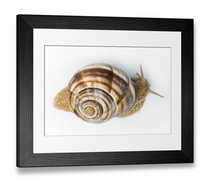 Framed Print : White isolated snail. Studio shot