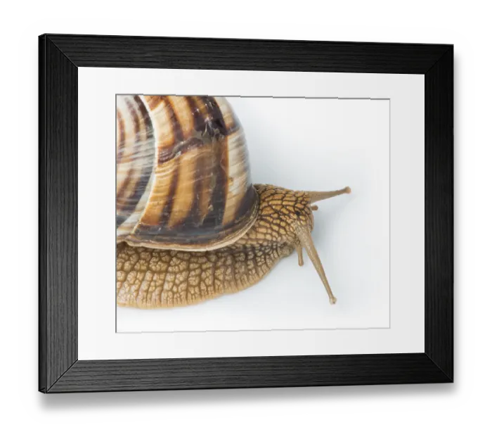 Framed Print : White isolated snail. Studio shot