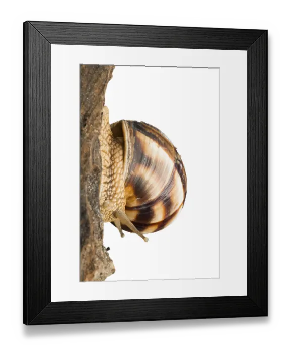Framed Print : White isolated snail. Studio shot
