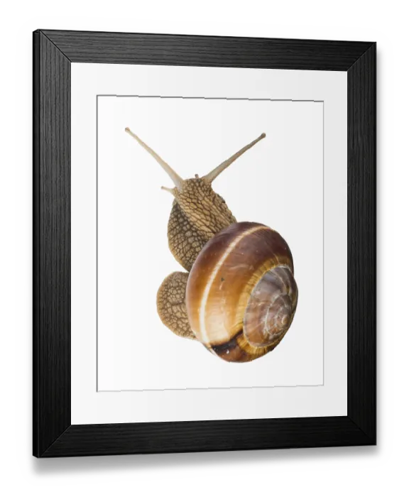 Framed Print : White isolated snail. Studio shot