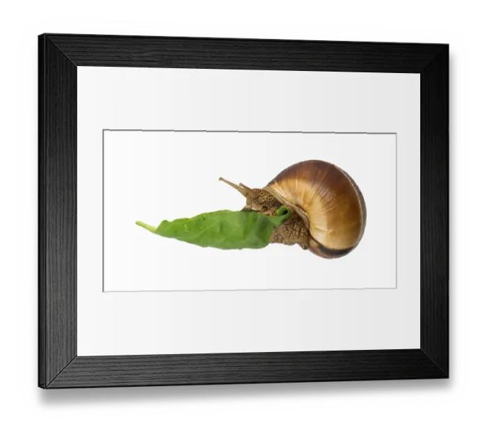 Framed Print : Snail and green leaf. White isolated studio shot Framed Print : Snail and green leaf. White isolated studio shot