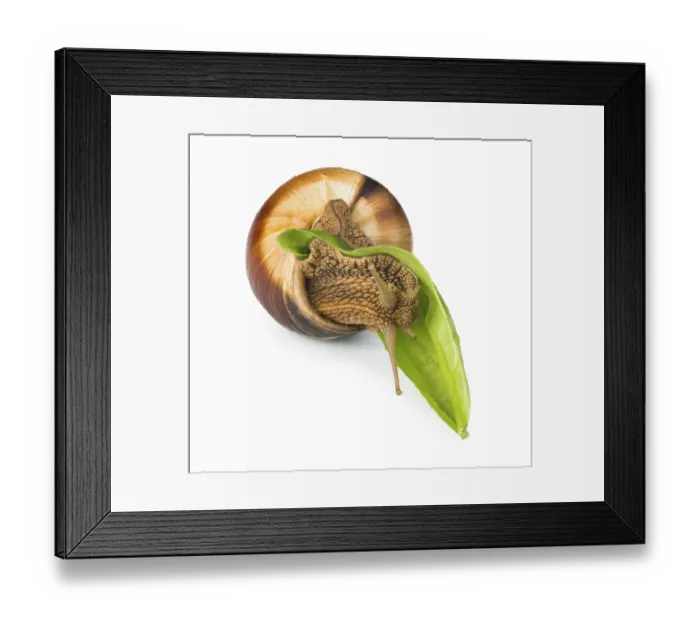 Framed Print : Snail and green leaf. White isolated studio shot Framed Print : Snail and green leaf. White isolated studio shot