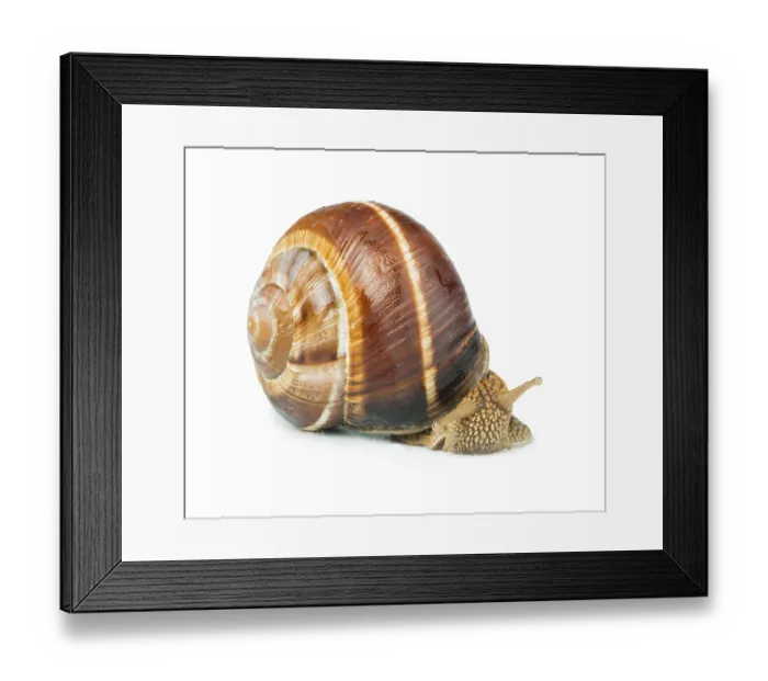 Framed Print : White isolated snail. Studio shot