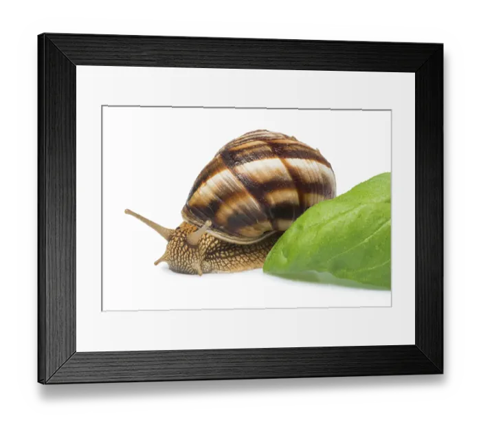 Framed Print : White isolated snail. Studio shot