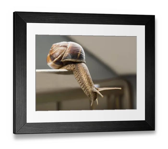 Framed Print : Snails moving