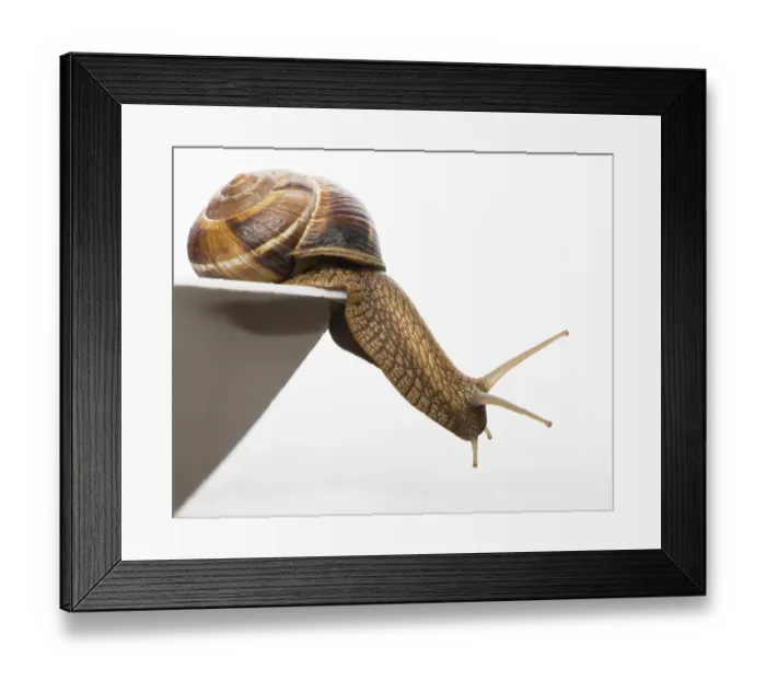 Framed Print : White isolated snail. Studio shot