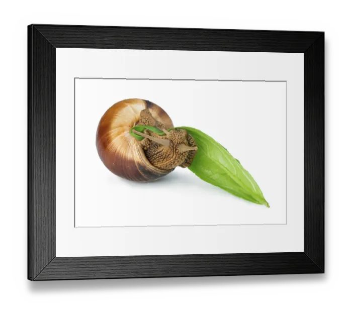 Framed Print : Snail and green leaf. White isolated studio shot