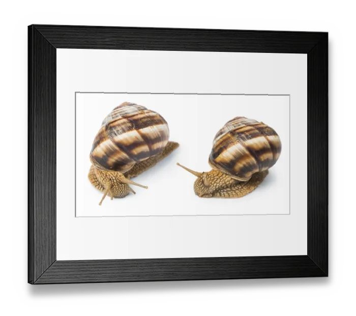 Framed Print : White isolated snail. Studio shot
