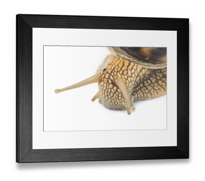 Framed Print : White isolated snail. Studio shot