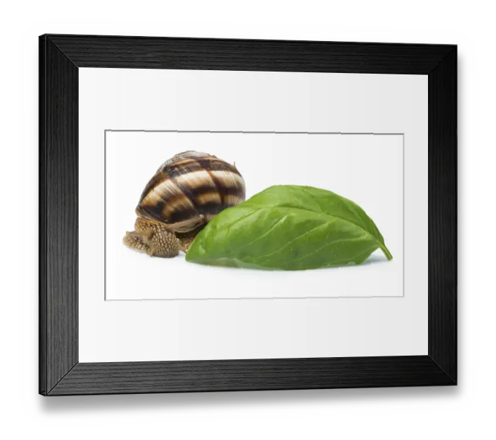 Framed Print : White isolated snail. Studio shot