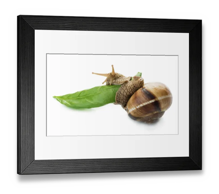 Framed Print : Snail and green leaf. White isolated studio shot