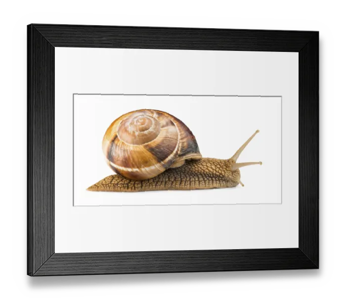 Framed Print : White isolated snail. Studio shot