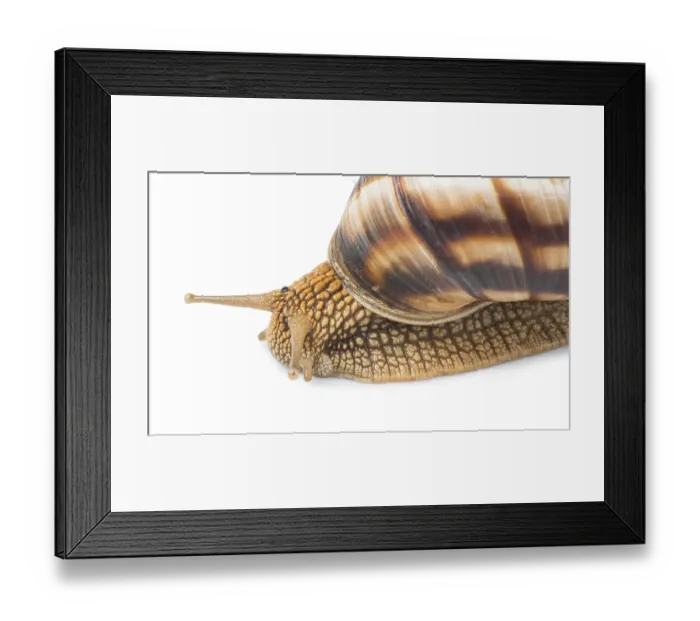 Framed Print : White isolated snail. Studio shot