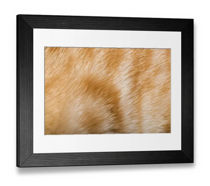 Framed Print : Orange skin of cat. Tiger pattern Framed Print : Orange skin of cat. Tiger pattern