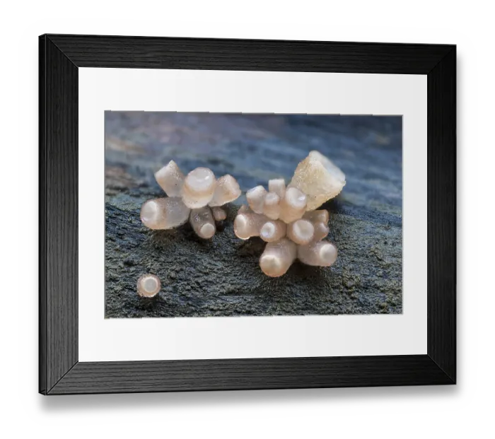 Framed Print : Beech jellydisc (Ombrophila pura) Framed Print : Beech jellydisc (Ombrophila pura)