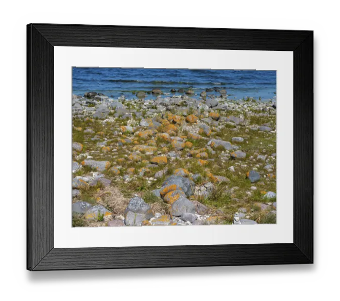 Framed Print : Stones covered in yellow lichen on the shore of the island of Stora grundet