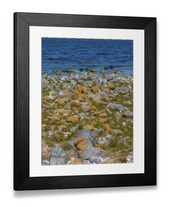 Framed Print : Stones covered in yellow lichen on the shore of the island of Stora grundet