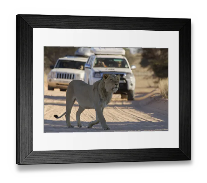 Framed Print : African lion (Panthera leo), male walking on a dirt road