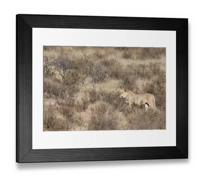 Framed Print : African lion (Panthera leo), male standing on a grassy sand dune