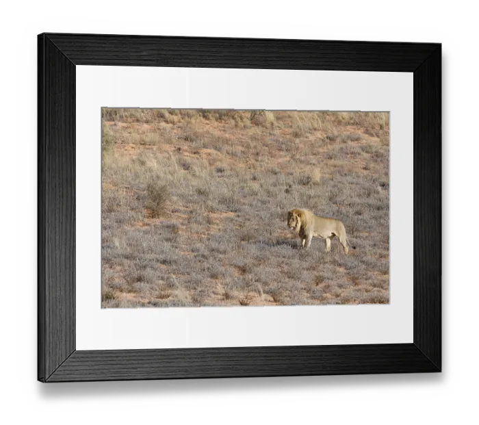Framed Print : African lion (Panthera leo), male standing on a grassy sand dune