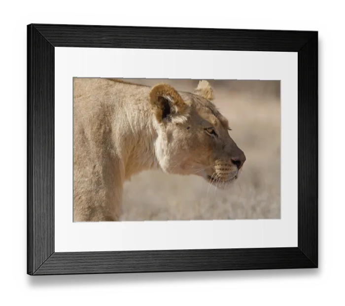 Framed Print : African lion (Panthera leo), lioness walking Framed Print : African lion (Panthera leo), lioness walking
