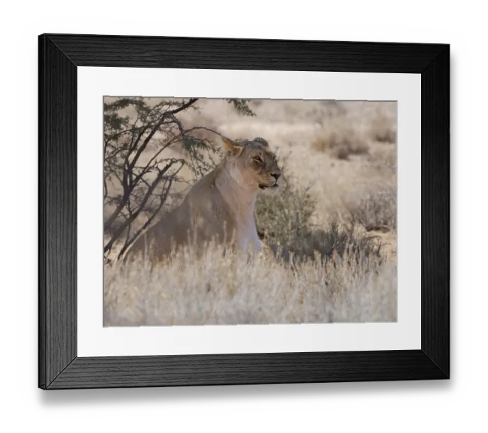 Framed Print : African lion (Panthera leo), sitting lioness resting in tall dry grass Framed Print : African lion (Panthera leo), sitting lioness resting in tall dry grass
