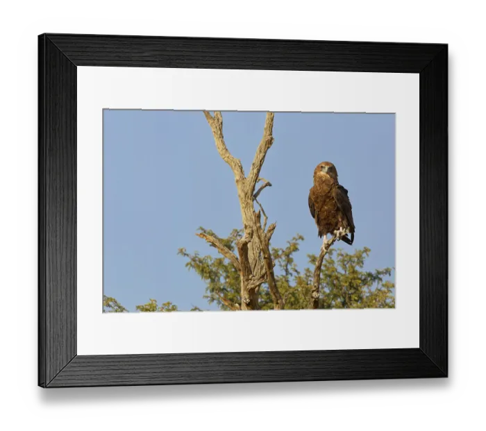 Framed Print : Bateleur eagle (Terathopius ecaudatus) Framed Print : Bateleur eagle (Terathopius ecaudatus)