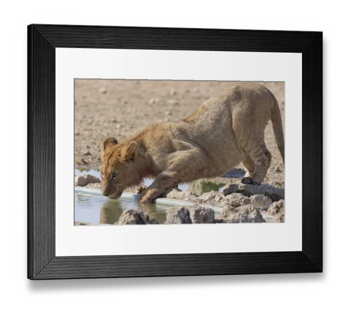 Framed Print : African lion (Panthera leo), young male drinking at waterhole Framed Print : African lion (Panthera leo), young male drinking at waterhole