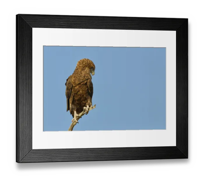 Framed Print : Bateleur eagle (Terathopius ecaudatus) Framed Print : Bateleur eagle (Terathopius ecaudatus)