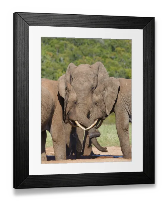 Framed Print : African bush elephants (Loxodonta africana)