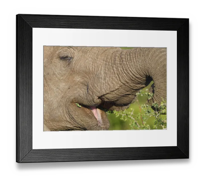 Framed Print : African bush elephant (Loxodonta africana) Framed Print : African bush elephant (Loxodonta africana)