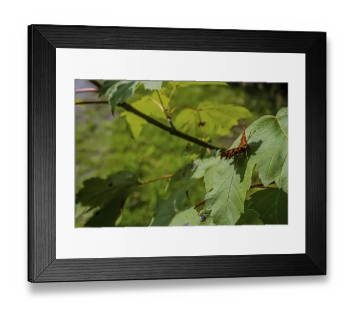 Framed Print : A butterfly (C butterfly, Polygonia c-album) sits on a leaf while the sun shines through the green leaves in spring