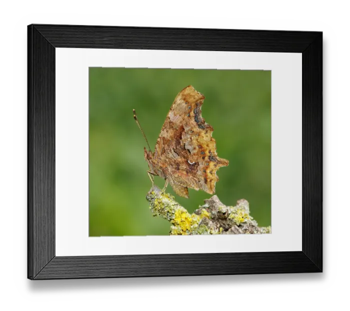 Framed Print : Side view of Comma (Polygonia c-album)