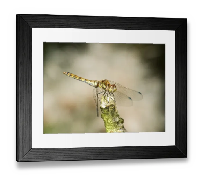 Framed Print : Common Darter (Sympetrum striolatum)