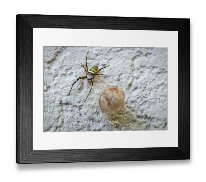 Framed Print : Wasp spider (Argiope bruennichi) also known as zebra spider