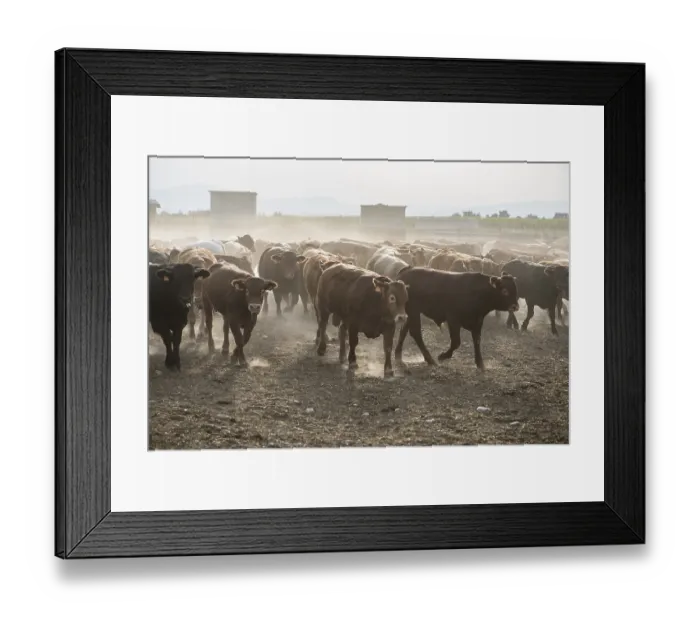 Framed Print : Bulls in a farm. Buildings and fences Framed Print : Bulls in a farm. Buildings and fences