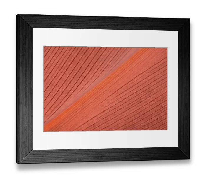 Framed Print : Living Coral color. Natural background of red leaf