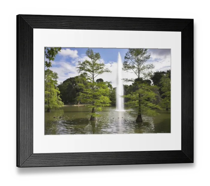Framed Print : Swans and ducks float in charming lake in the Madrid park Framed Print : Swans and ducks float in charming lake in the Madrid park