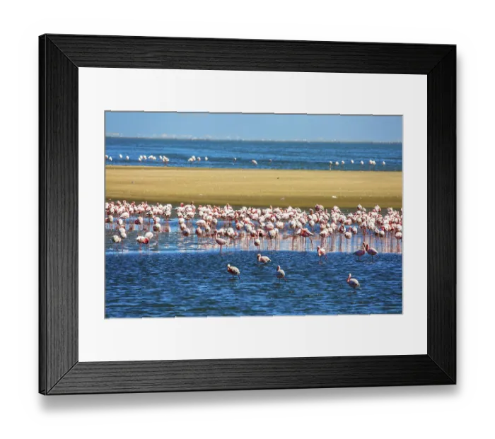 Framed Print : African coast of the Atlantic. Huge colony of pink flamingos