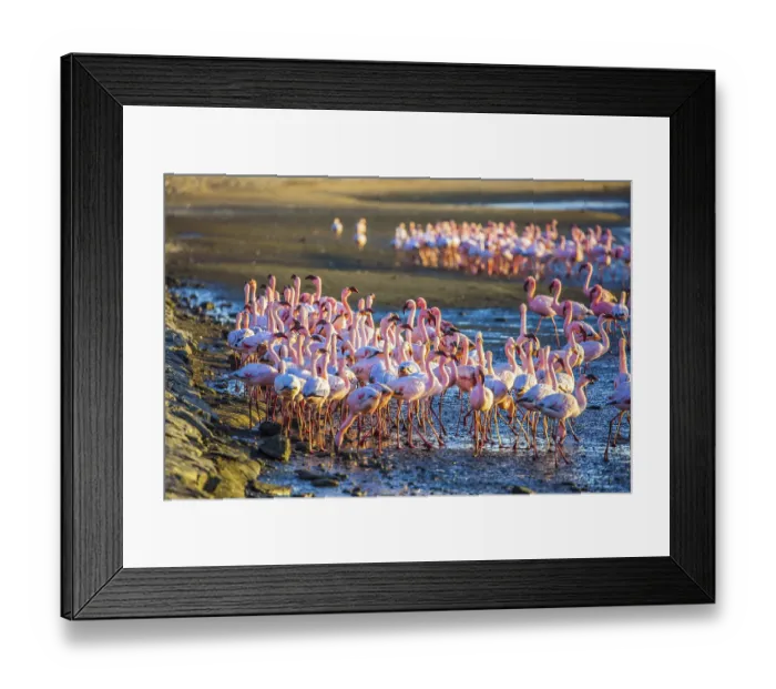 Framed Print : African coast of the Atlantic. Huge colony of pink flamingos