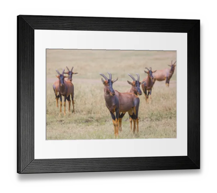 Framed Print : African Safari in Masai Mara National Park