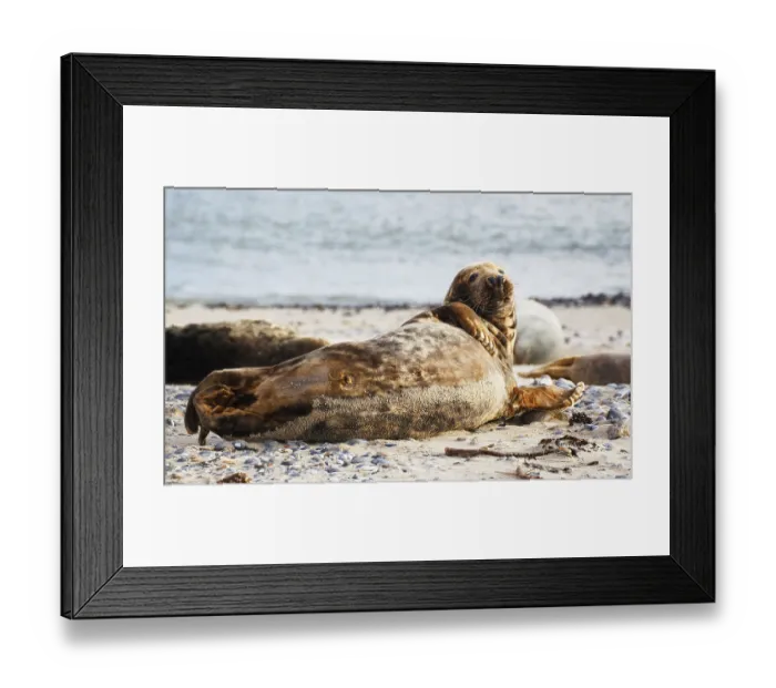 Framed Print : Grey seal (Halichoerus grypus)