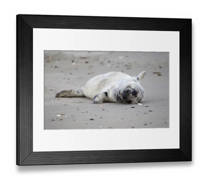 Framed Print : Grey seal (Halichoerus grypus)