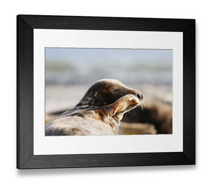 Framed Print : Grey seal (Halichoerus grypus)