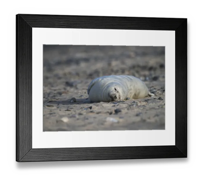 Framed Print : Grey seal (Halichoerus grypus)